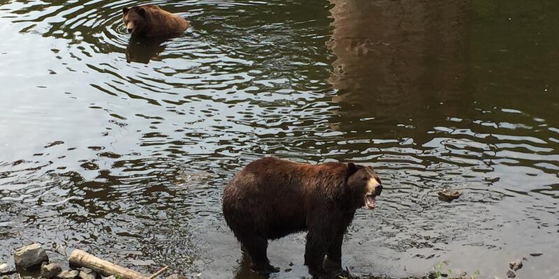 Deux ours bruns d'Alaska font un plongeon à la forteresse de l'ours à Sitka. (Photo: Ashley Kosciolek)